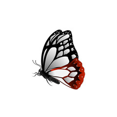 butterfly on white background