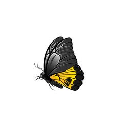 yellow butterfly isolated on white