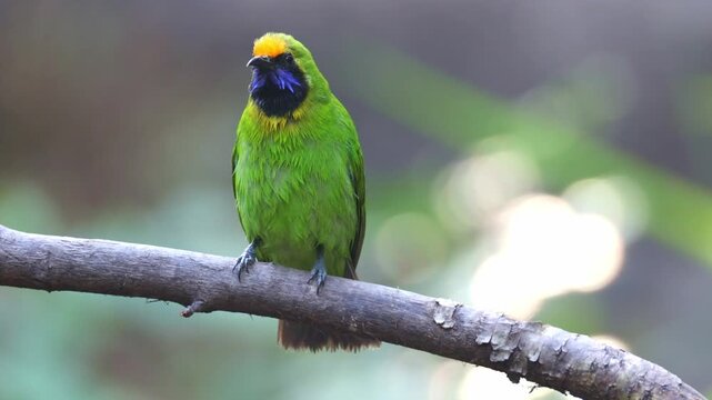 Golden-fronted leafbird