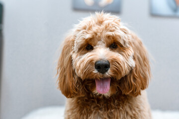 A beautiful brown curly-haired dog with a toy lies on the bed, a breed of kawapoo or goldendoodle