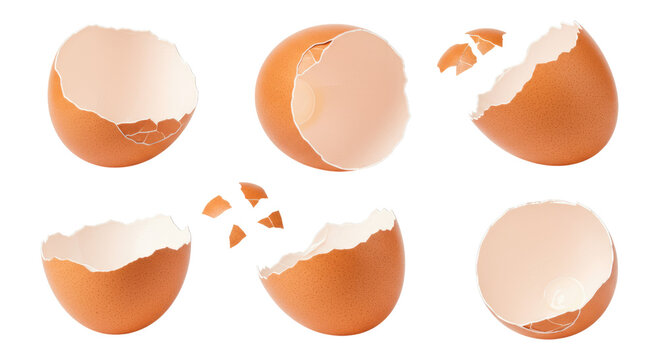 Six halved brown eggshells and small shell fragments arranged on a transparent background, isolated studio shot showing interiors and jagged edges