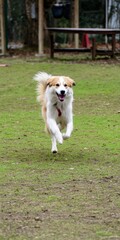 Happy dog running and playing in green grass