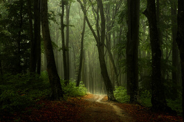 Foggy forest path in dark mysterious woodland. Green vegetation and light ahead on the trail © bonciutoma