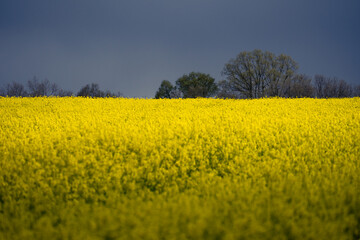 Obraz premium Yellow rapeseed fields in bloom in a storm