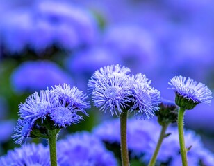 Soft focus of clusters of violet-blue flowers on green stems against a blurred background