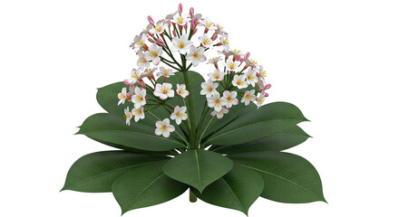 Plumeria plant with white and pink flowers and large green leaves