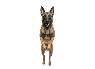 Obraz premium A dog stands upright on hind legs with front paws held together in a playful stance viewed directly from front