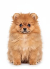 Obraz premium Adorable Pomeranian puppy sitting and looking directly at the camera with its fluffy orange fur