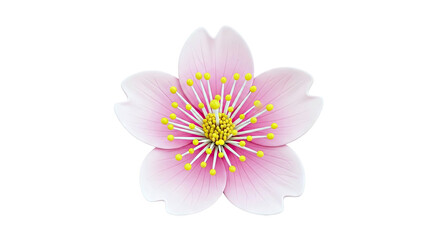 Pink Cherry Blossom Flower