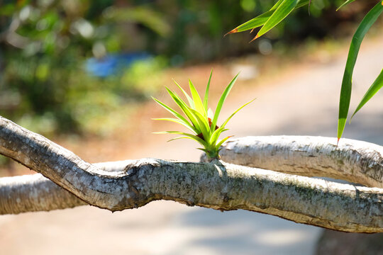 Beautiful nature photographs with a serene background.