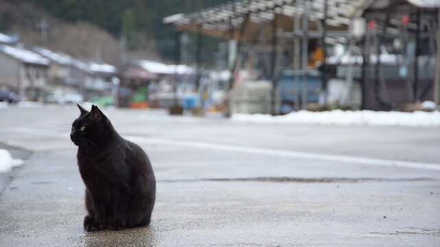 日向東港の黒猫 （福井県三方郡美浜町, 2026年2月）