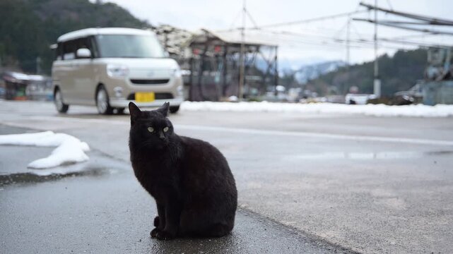日向東港の黒猫 （福井県三方郡美浜町, 2026年2月）