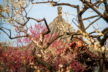 Plum Blossoms Framing Traditional Pavilion at East Lake Wuhan China