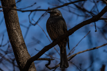한국의 새 직박구리 