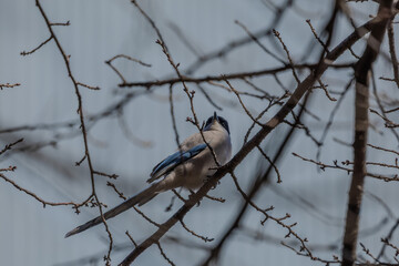 한국의 새 물까치 