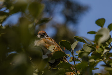 한국의 새  참새 