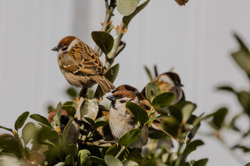 한국의 새  참새 