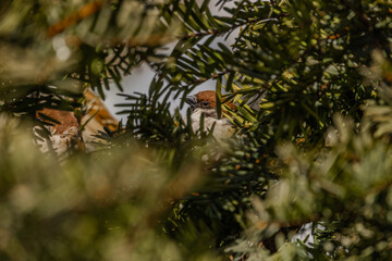 한국의 새  참새 