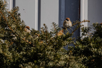 한국의 새  참새 