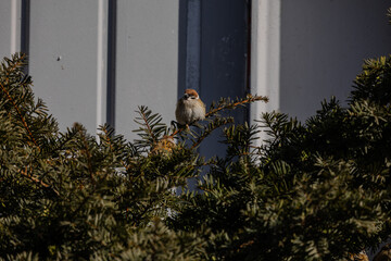 한국의 새  참새 