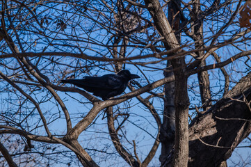 한국의 새 까마귀 