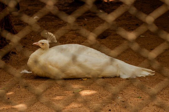 Beautiful white peacock sitting on the ground. Picture clicked at Children&rsquo;s park, Guindy, Chennai, Tamil Nadu, South India, India