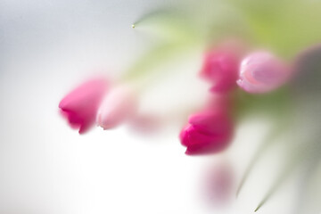 Tulips flowers, floral art design. Nature abstract bouquet through matte glass, art background,...