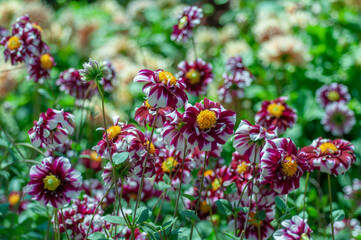 Obraz premium Dahlia pinnata flower bed with white and dark pink blossoms, outdoor nursery cultivation scene. A garden full of multicoloured flowers. Green leaves and stems, summer garden background.