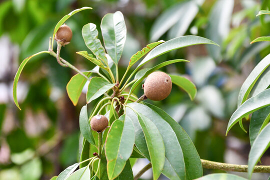 サポジラ　Sapodilla / Chewing gum tree