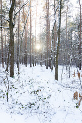 D&uuml;bener Heide in winter, Germany, Delitzsch