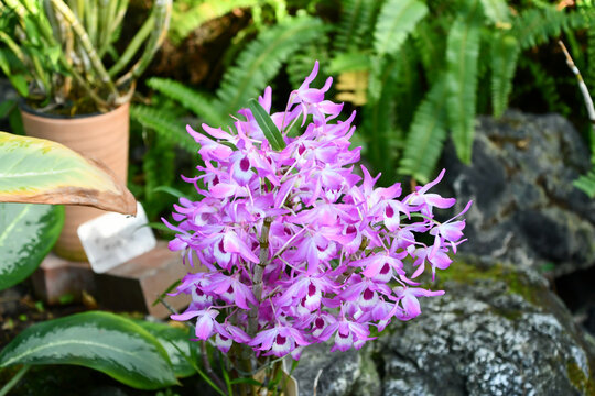 デンドロビウム・キンギアナム　Pink Rock Orchid