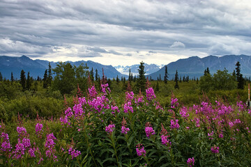 Obraz premium Fireweed with glacier in the background