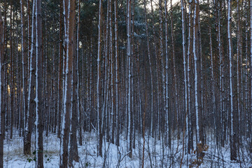 D&uuml;bener Heide in winter, Germany, Delitzsch