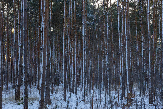 D&uuml;bener Heide in winter, Germany, Delitzsch