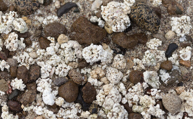 Gran Canaria, El Confital beach on the edge of Las Palmas de Gran Canaria, mixture of small pebbles, shells and coral-looking Rhodolith algae
