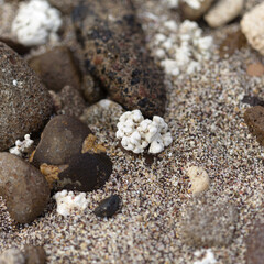 Gran Canaria, El Confital beach on the edge of Las Palmas de Gran Canaria, mixture of small pebbles, shells and coral-looking Rhodolith algae  © Tamara Kulikova