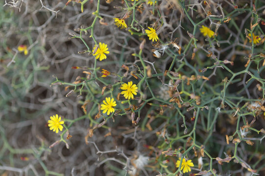 Flora of Gran Canaria -  Launaea arborescens, tree Launaea, locally called aulaga natural  floral background
