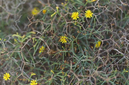 Flora of Gran Canaria -  Launaea arborescens, tree Launaea, locally called aulaga natural  floral background
