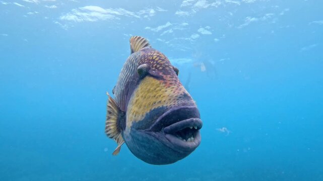 Curious titan triggerfish (Balistoides viridescens) swimming in clear blue water