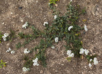 Flora of Gran Canaria - small white flowers of Heliotropium ramosissimum, species native to Canary Islands, natural floral background
