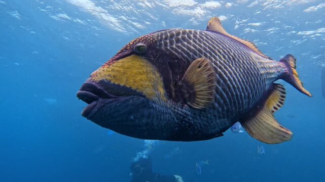 Titan triggerfish (Balistoides viridescens) swimming towards the camera in blue water