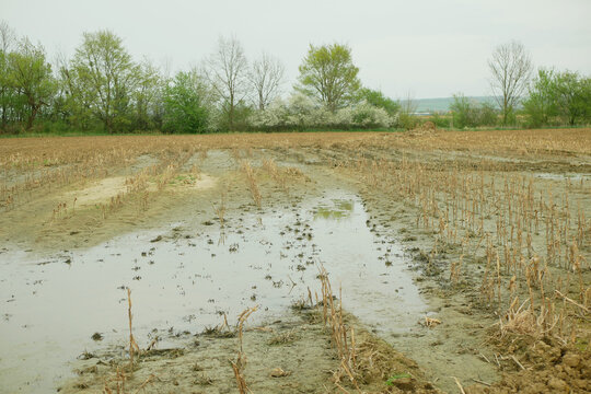 Soil erosion damage field maize corn Zea mays water pool agriculture subsoil result of deep wheel track likely tractor or heavy machinery vehicle hard heavy equipment during spring inappropriate