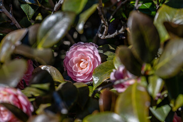 camelia flower