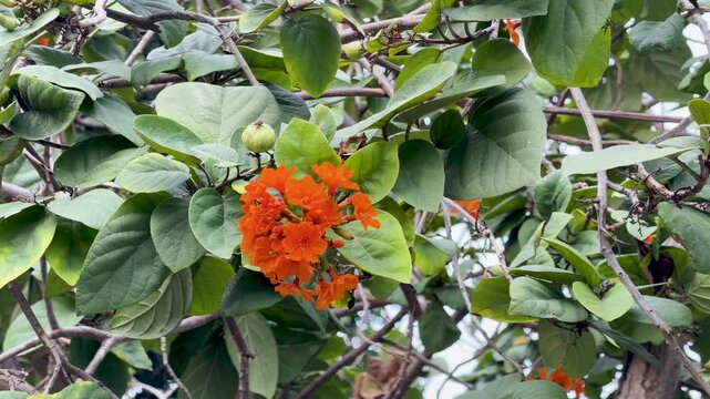 Vibrant Orange Geiger Tree Flowers Swaying Gently in the Tropical Breeze