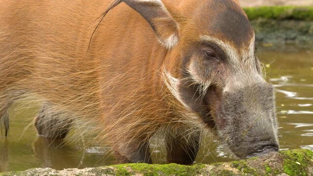 Red River Hog Wading Through Shallow Muddy Water in Daylight