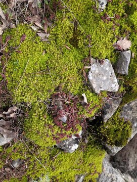Primo piano di un tappeto di muschio verde brillante che ricopre il terreno del bosco, intervallato da piccole rocce grigie e foglie secche