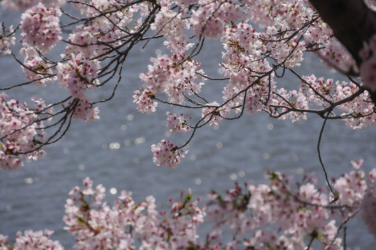 桜と和船