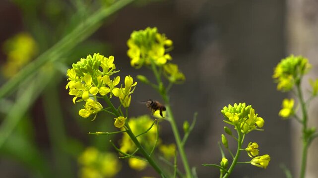 Close-Up shot of Mustard Leaf flowers or Lai Sak phul blooming with Honey Bees pollinating the flowers 2