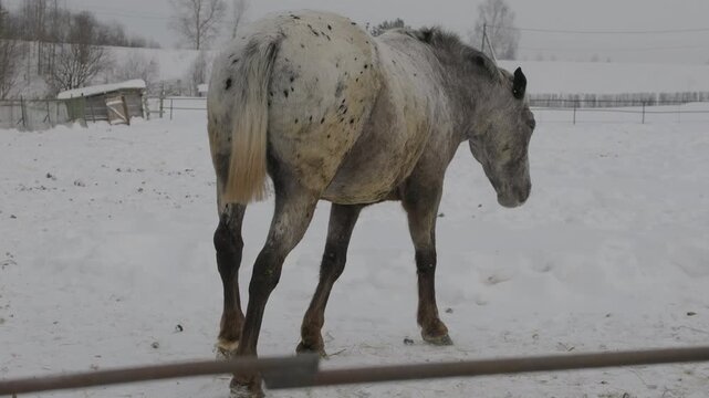 Clipped dapple grey horse walking on crunching snow. Loud snow crunching sounds in winter paddock. Clipped horse walking in the frost. Close up horse footsteps. Dapple grey horse in the snow.