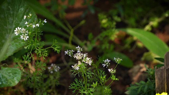 Coriander or Dhania flowers blooming
